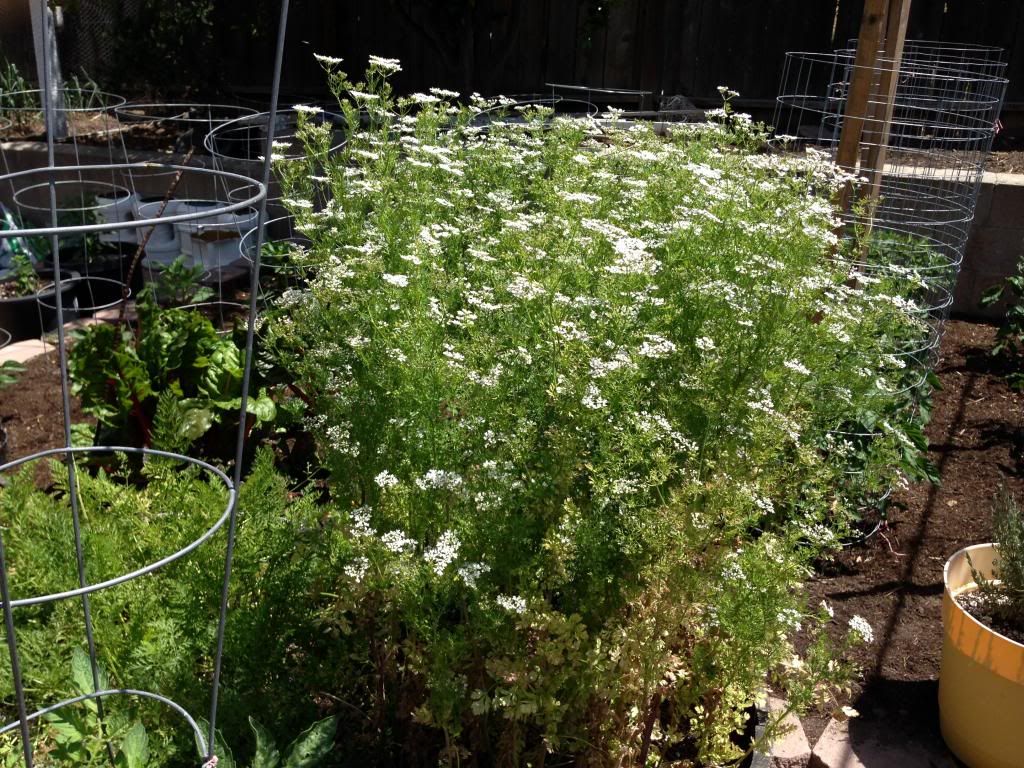  photo Picture011_zpsb411933a.jpg